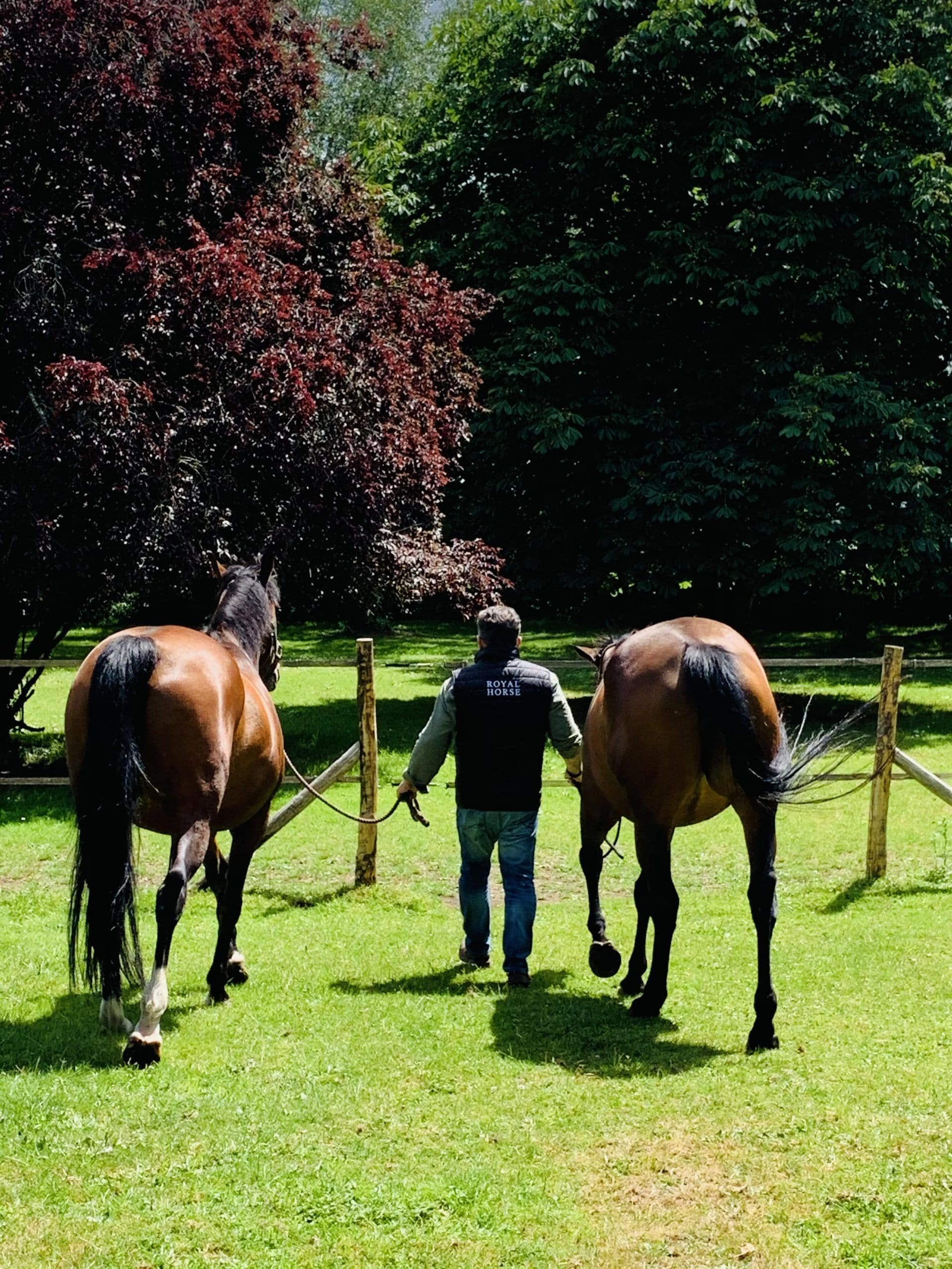 Alimentação para cavalos de enduro