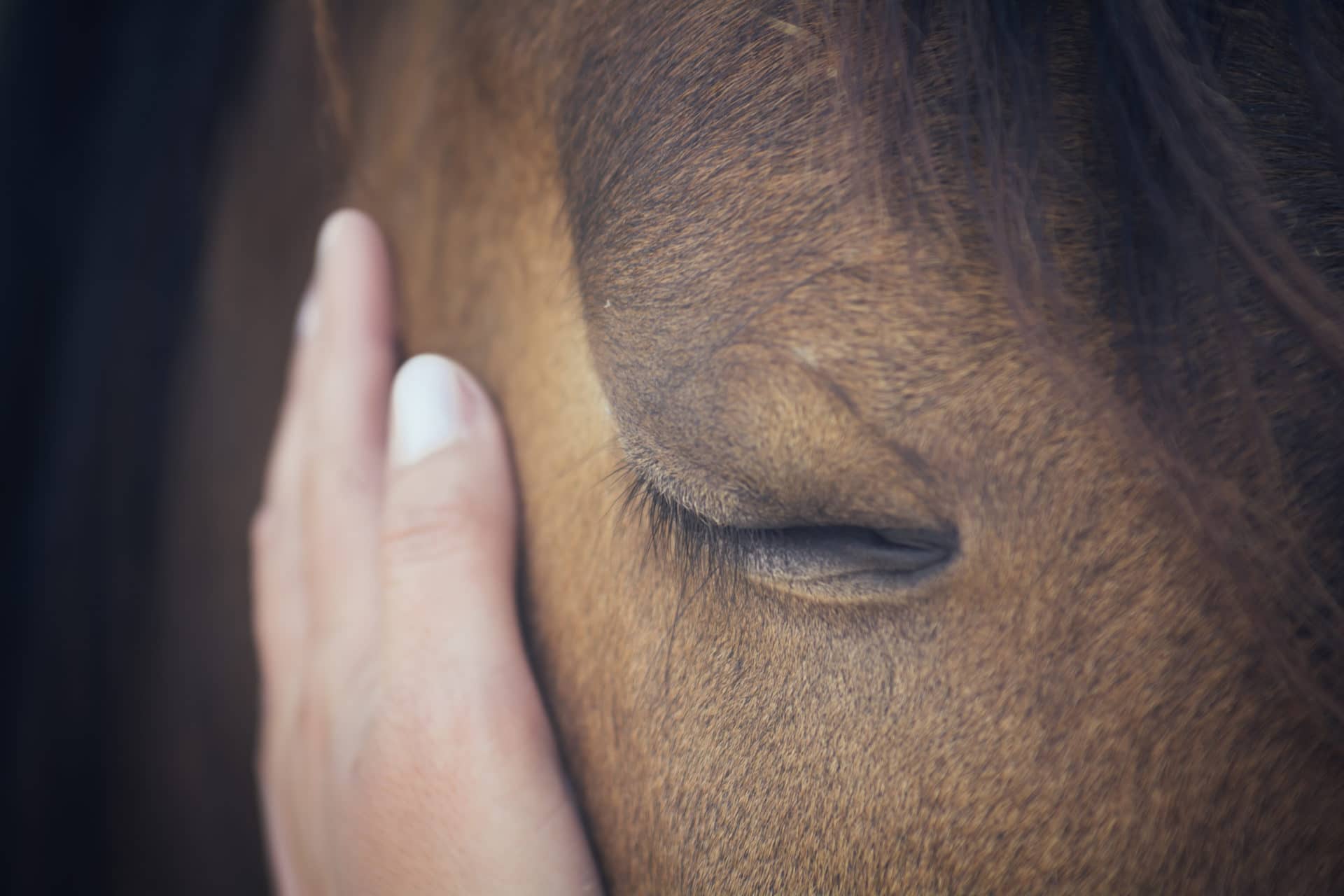 horse anemia