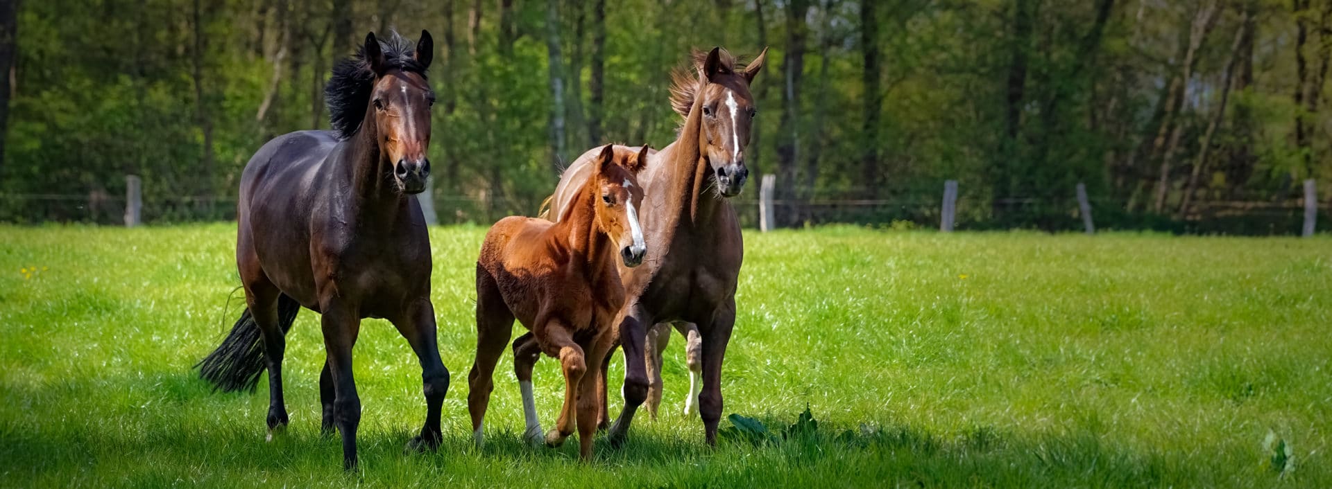 horse in the field