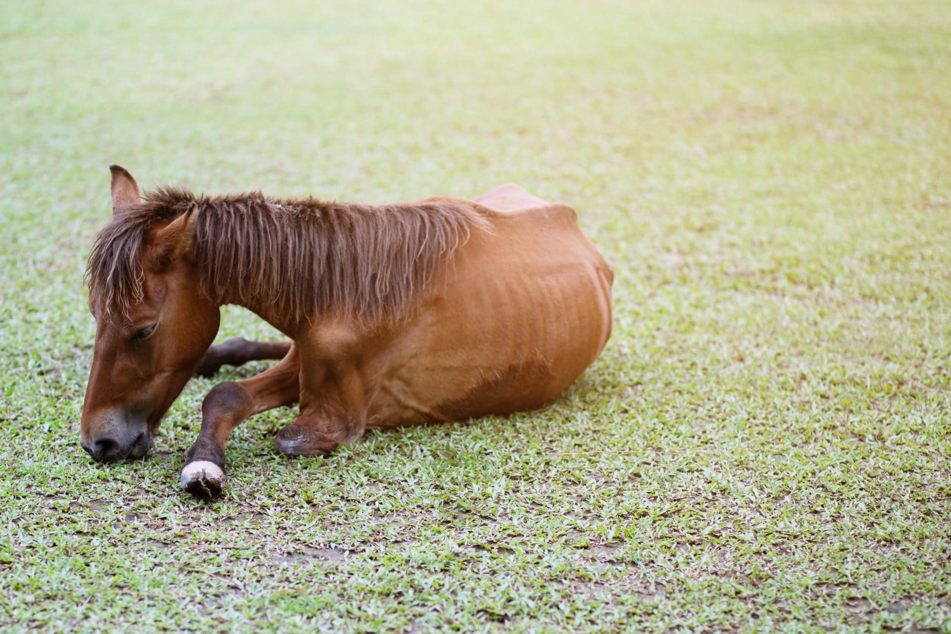 ataxia cavalo