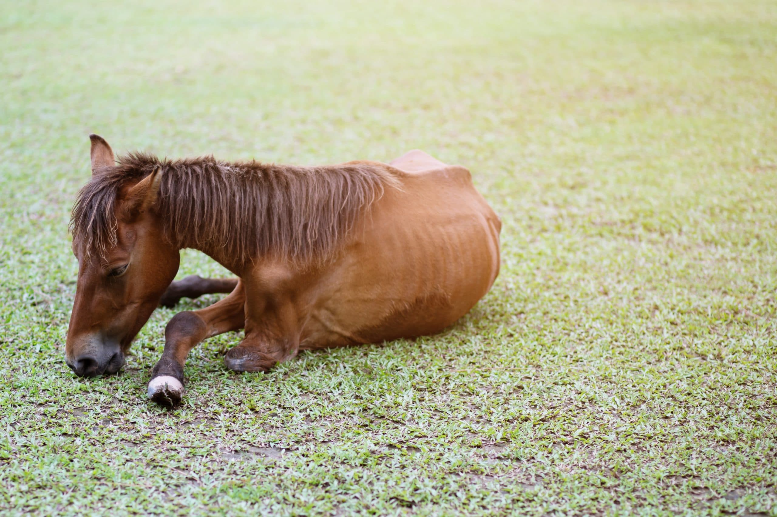 ataxie horse