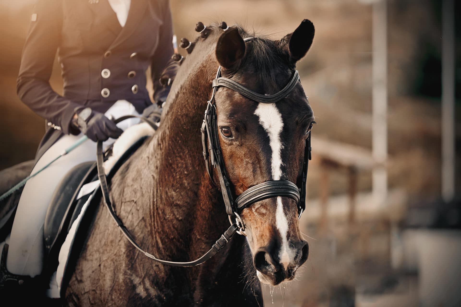 el almidón en la dieta de los caballos de deporte