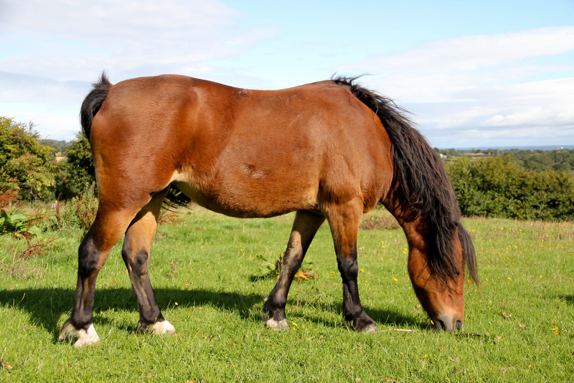 condição corporal de seu cavalo