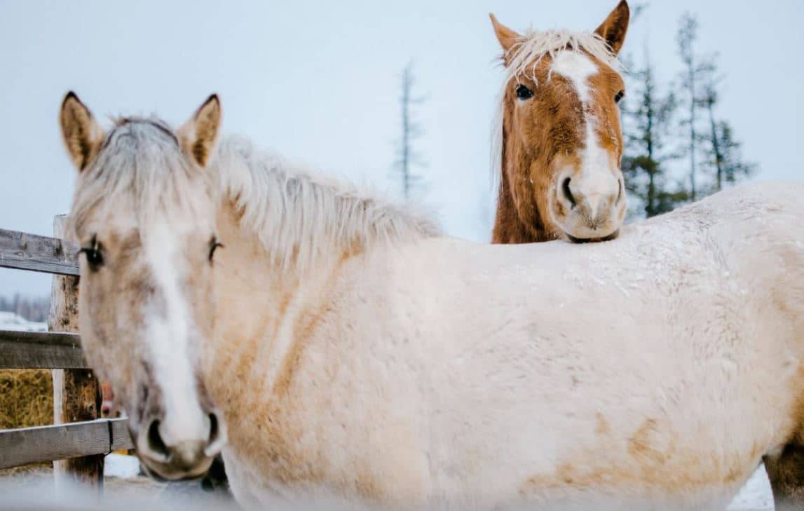 alimentation cheval au pré hiver