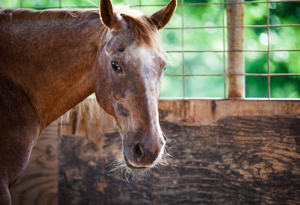 aliments complementaires cheval agé