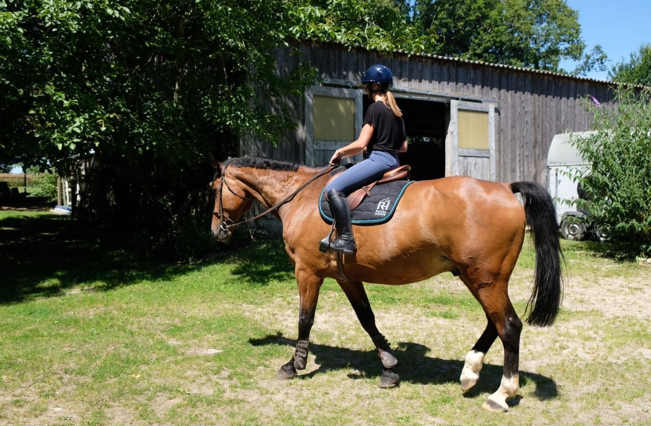 cálculo das necessidades energéticas para cavalos