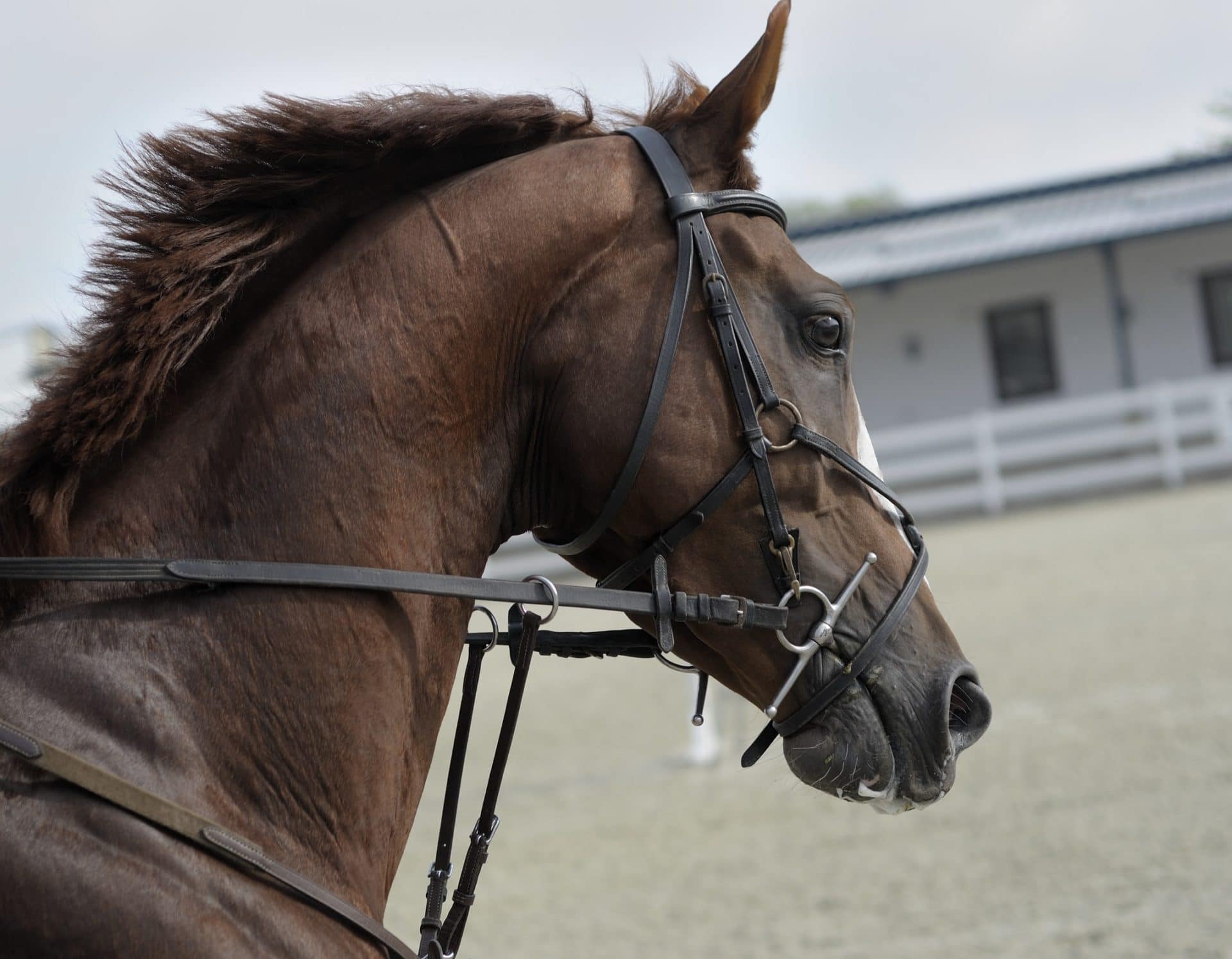 alimentación a caballo