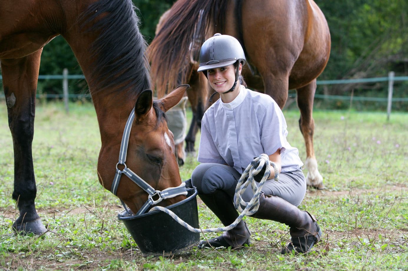 cheval alimentation equilibre intestinal