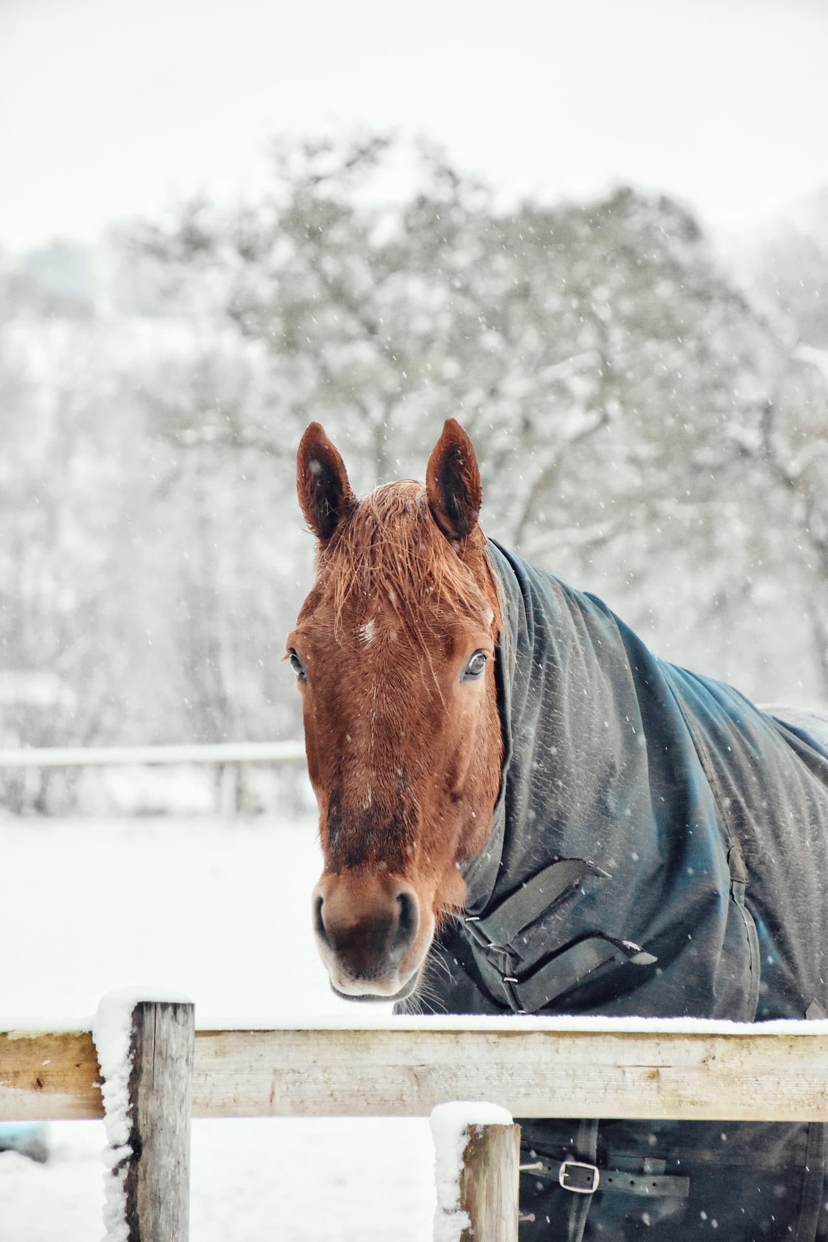 alimentação de inverno para cavalos