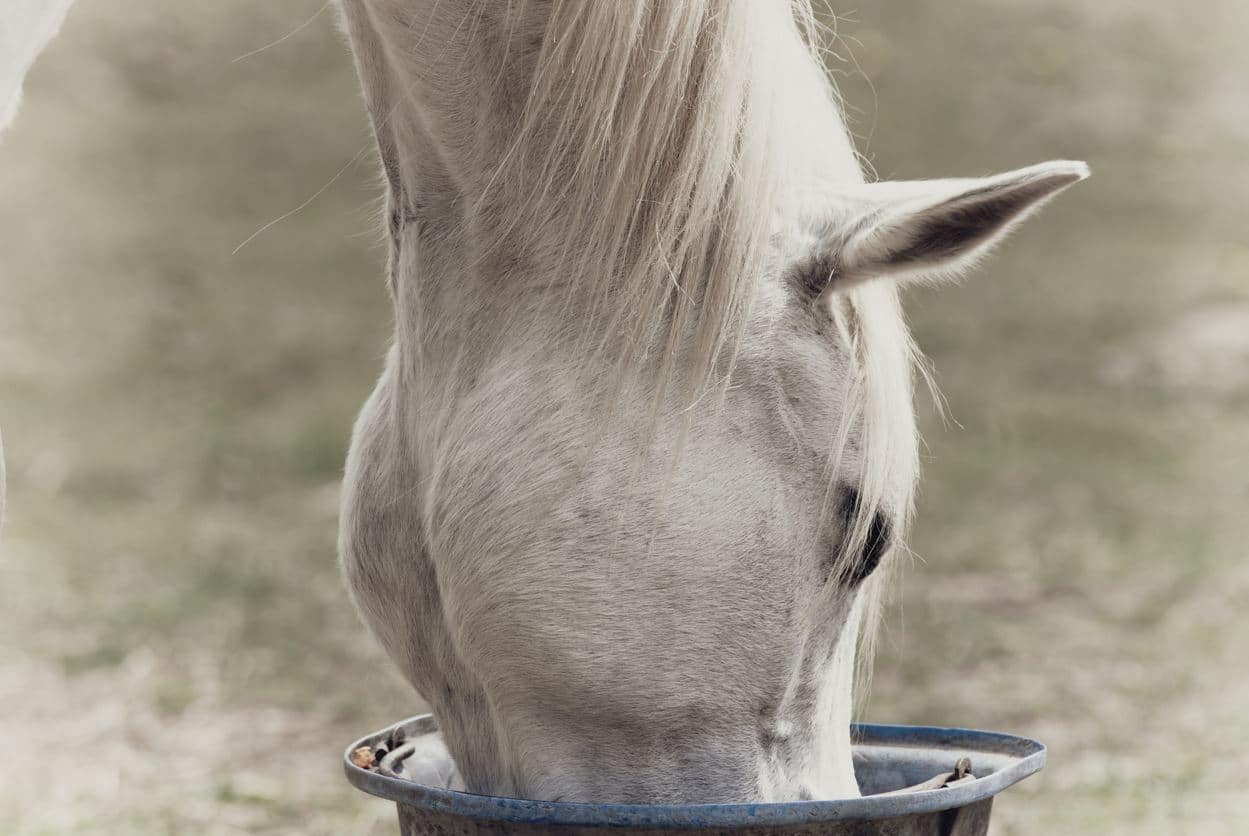 necessidades alimentares dos cavalos