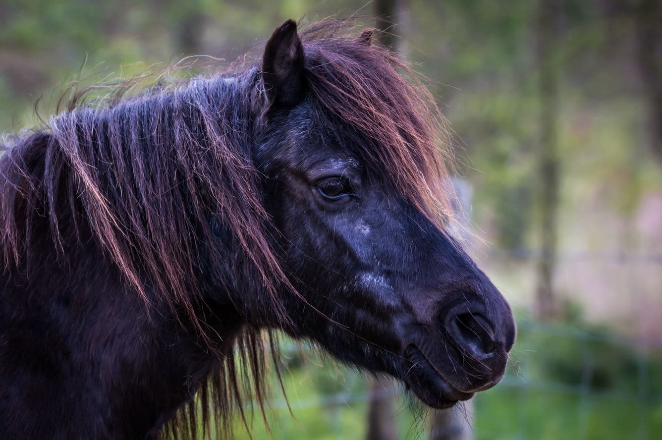 Alimentando cavalos na aposentadoria