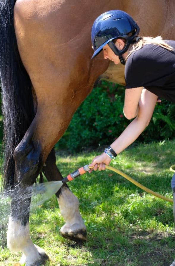 cuidado de su caballo bienestar