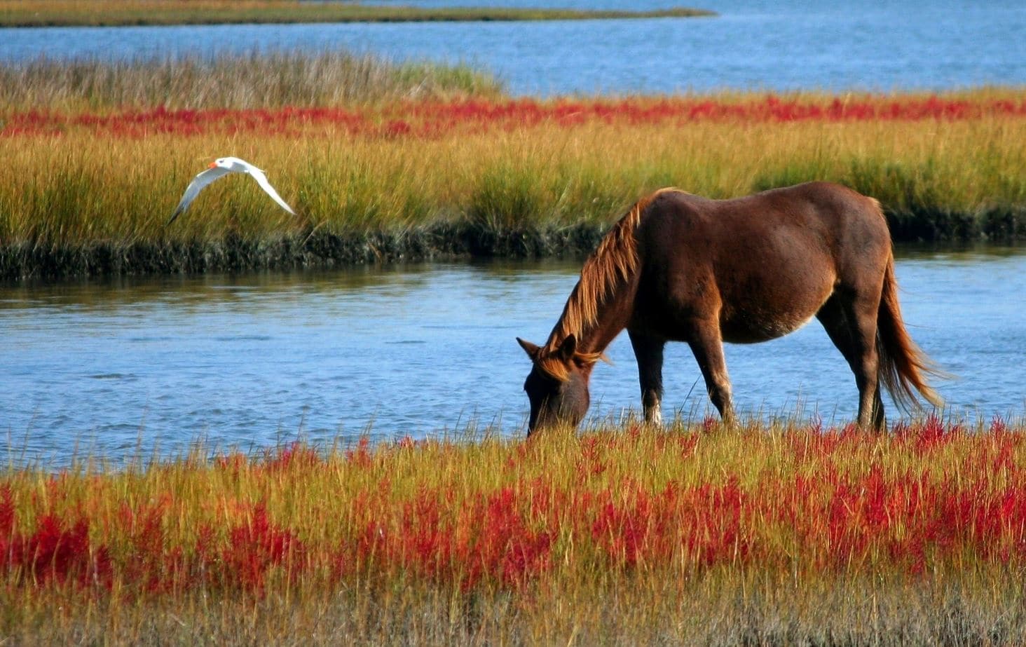 chevaux eau bien-être