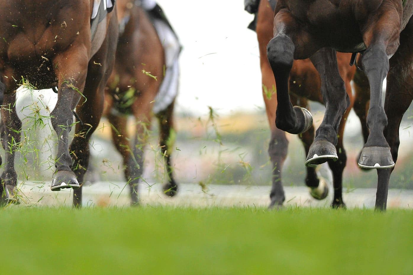 ¿Qué comen los caballos? Royal Horse