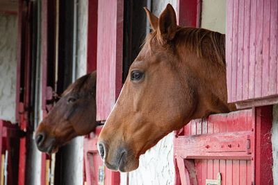 chevaux réussir retour à l'écurie