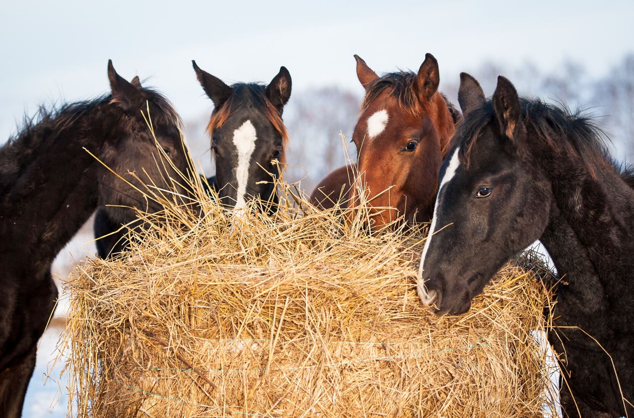 qualité foin cheval