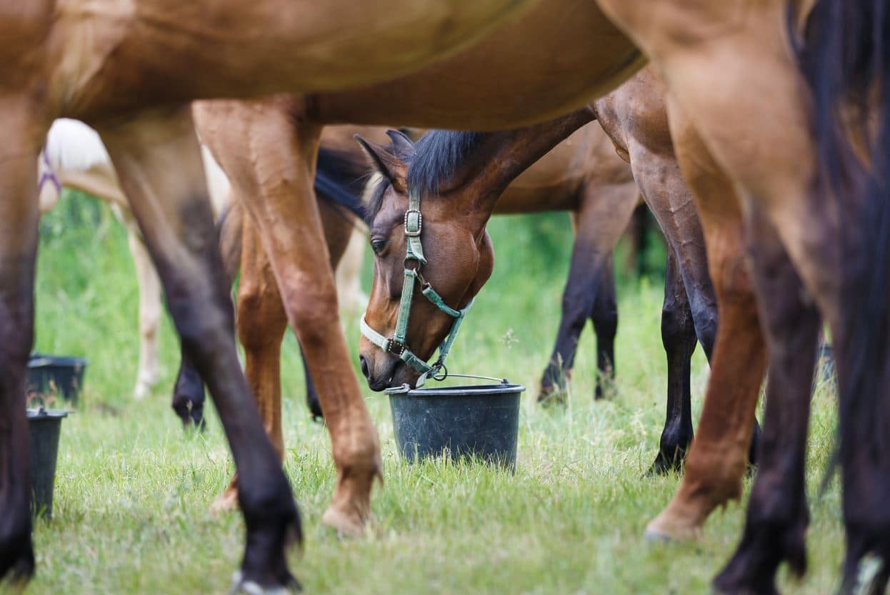 pellets em flocos para cavalo