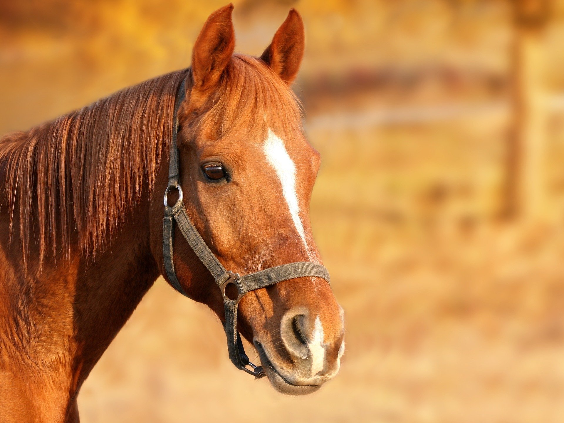 dermatitis del caballo