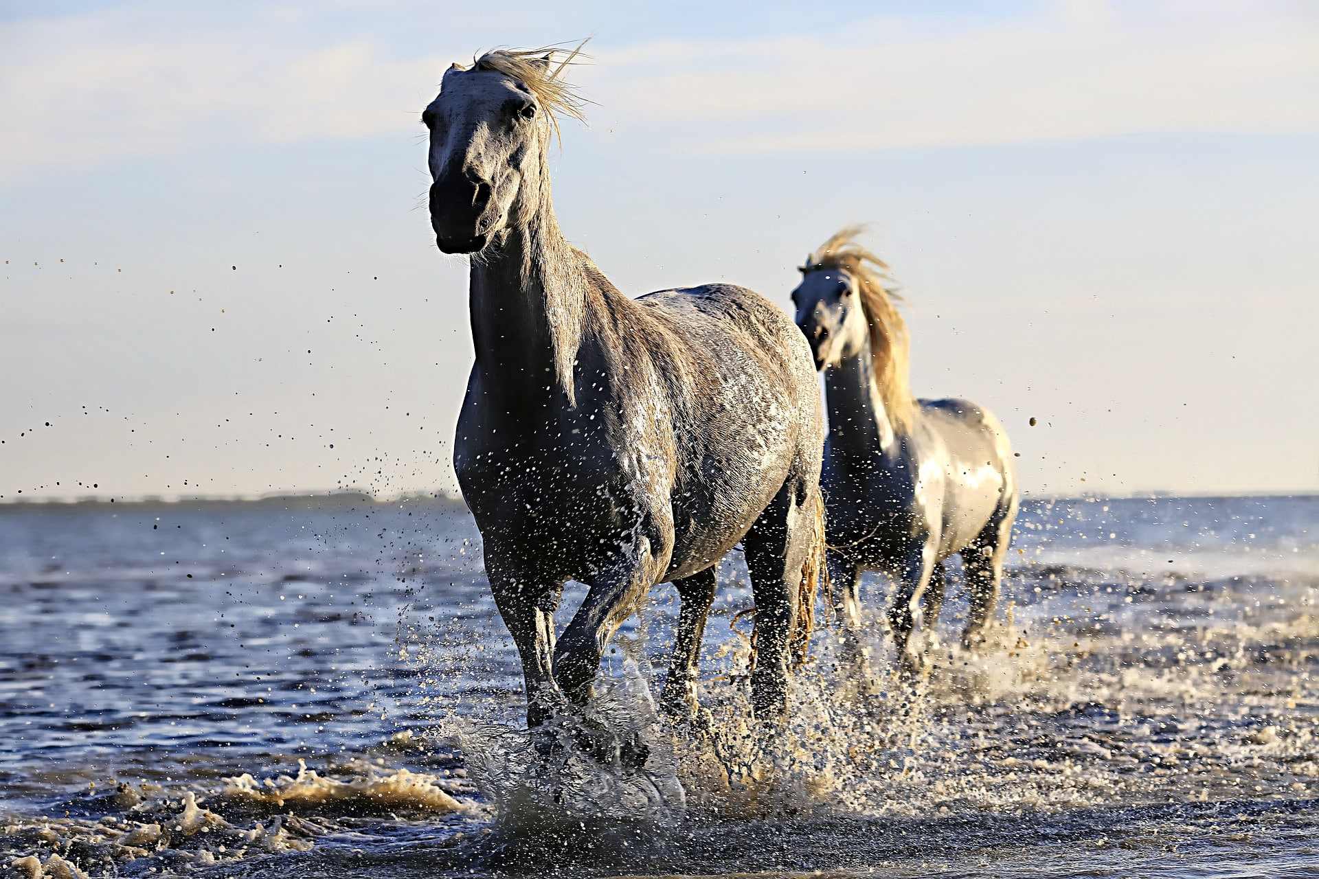 système immunitaire cheval