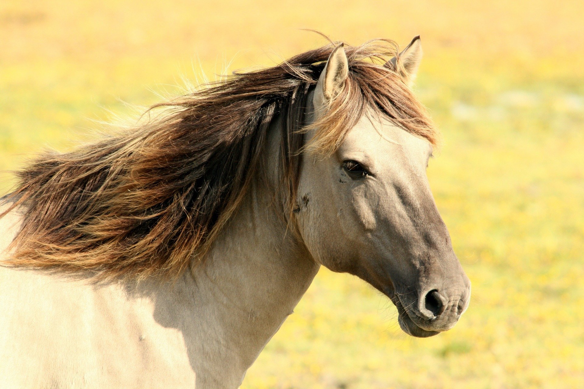 caballo con sobrepeso