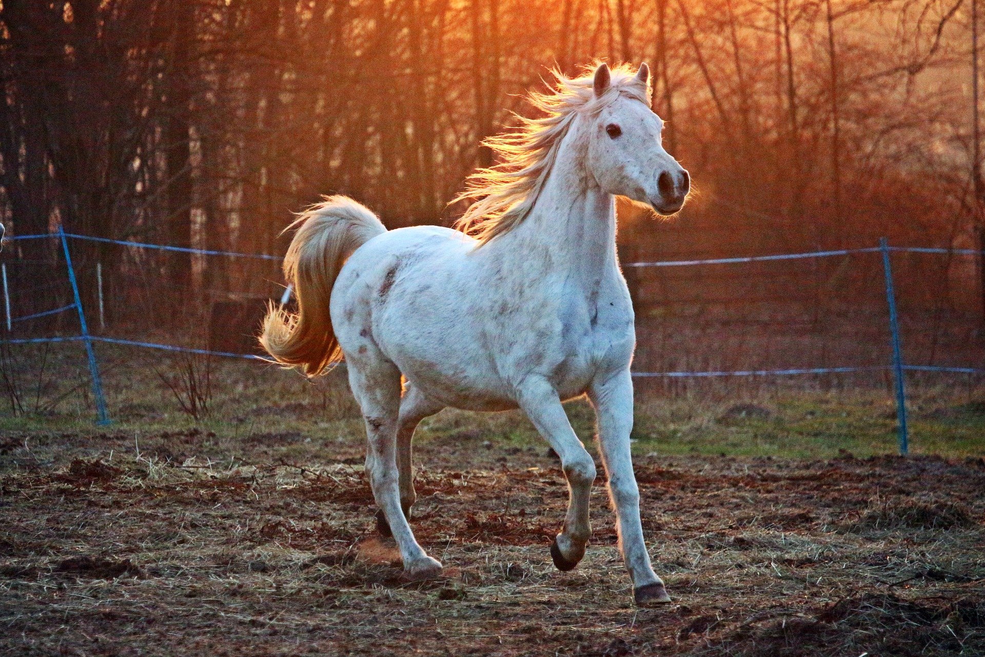 alimentación para caballos de reining