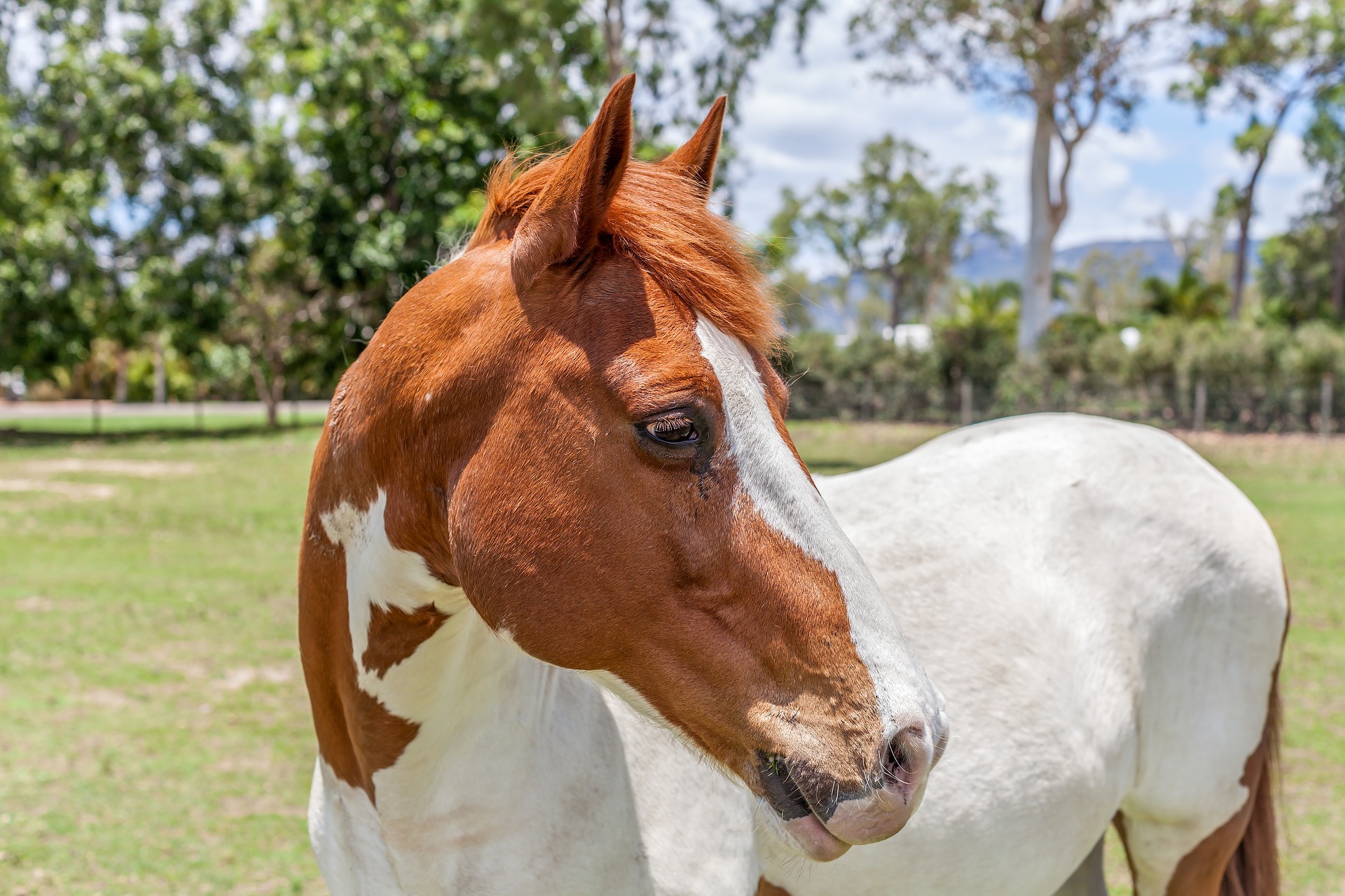 médecines alternatives chevaux