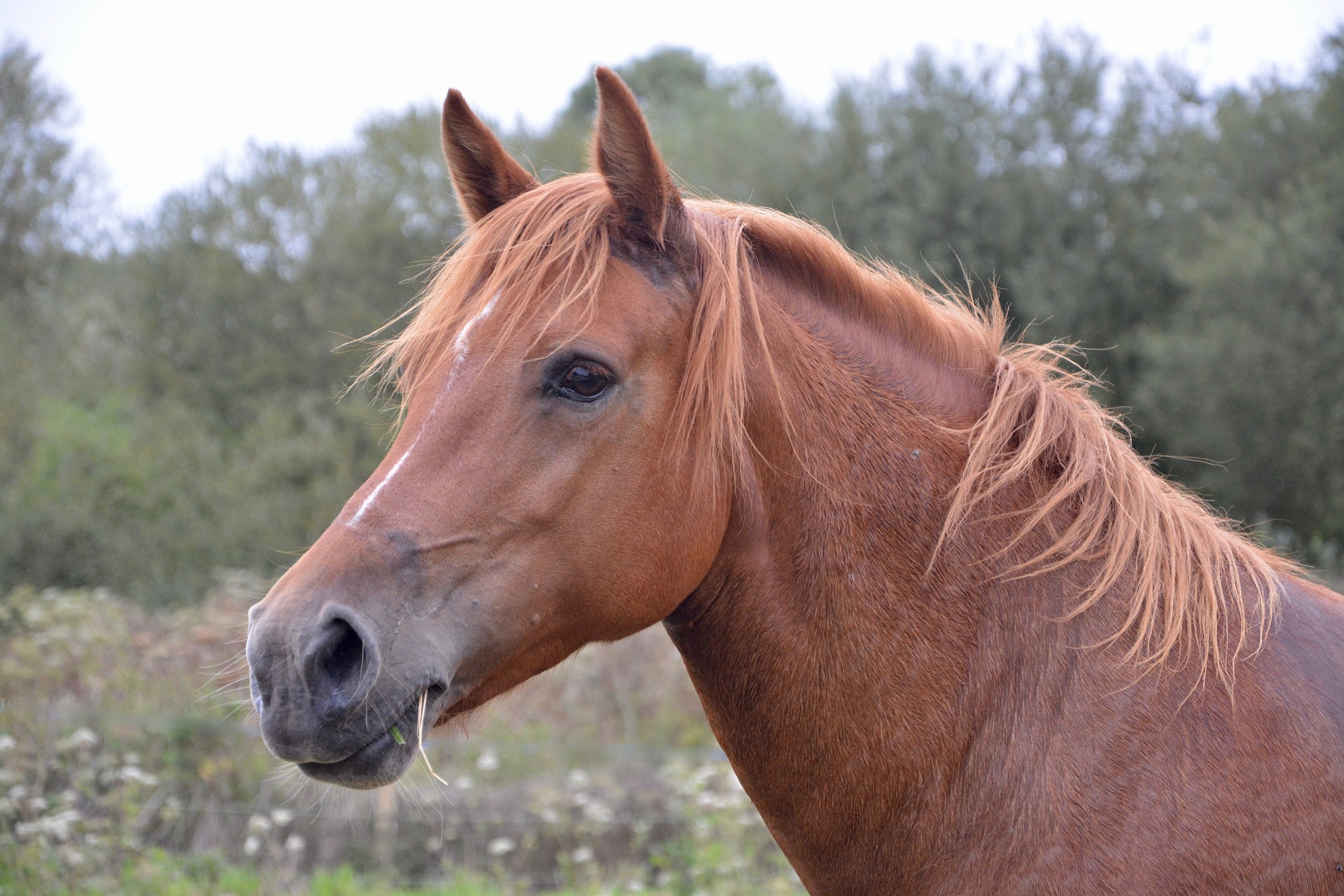 Caballo con enfermedad de Cushing