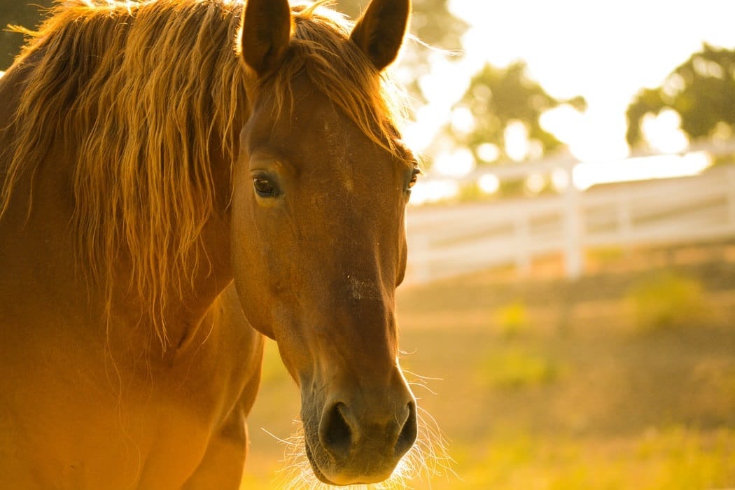 microbiota caballo