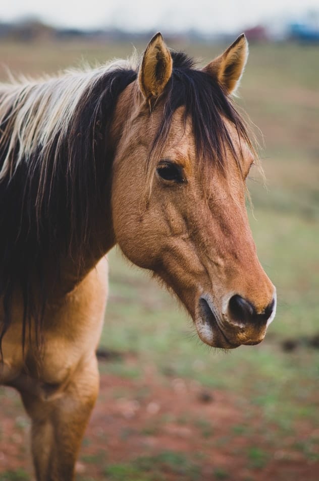 obstrucciones esofágicas del caballo