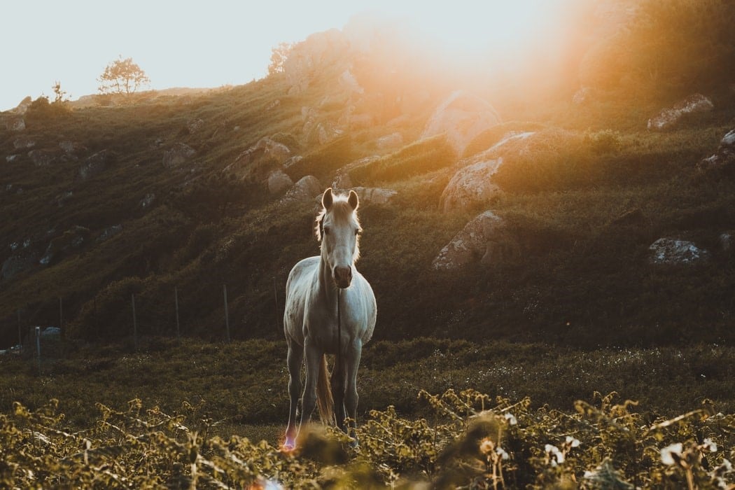 choisir alimentation cheval