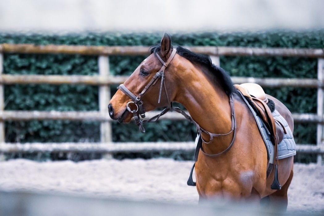 emphysème chez les chevaux