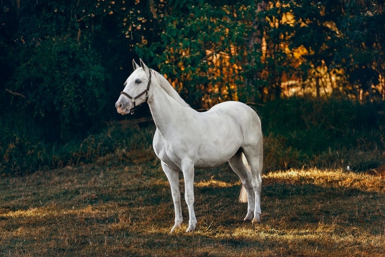 Parasitismo en los caballos