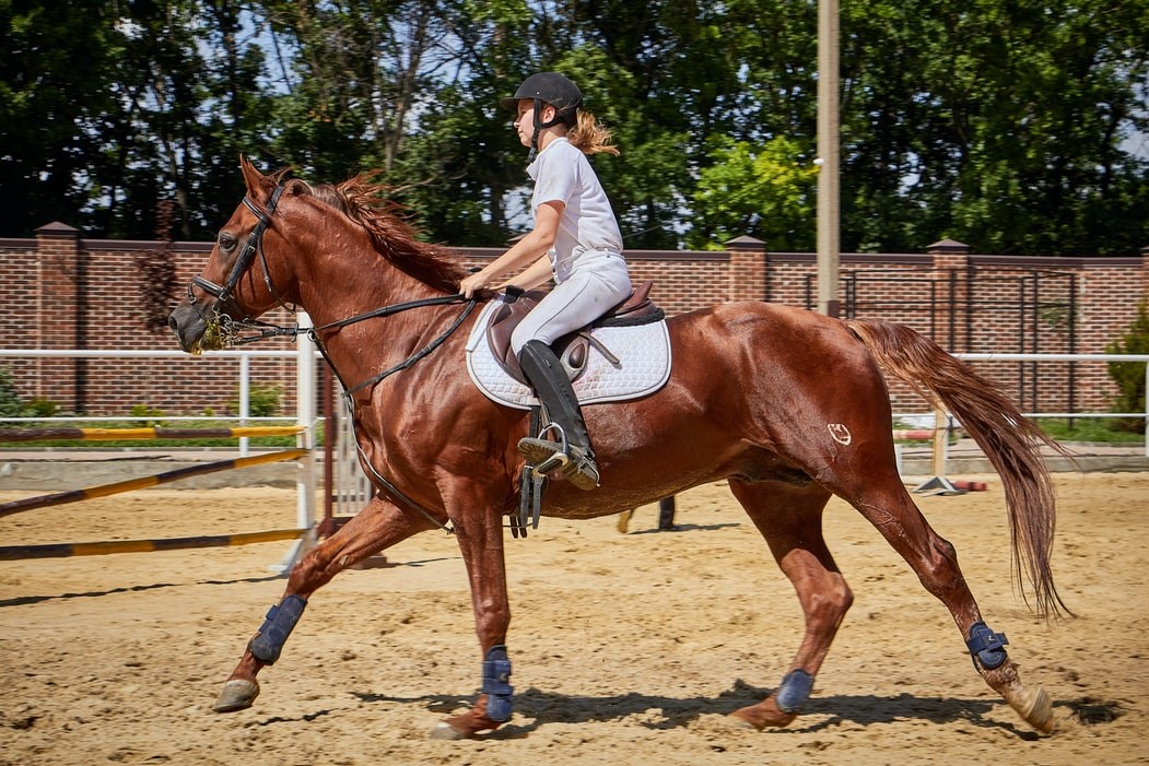 artrose em cavalos