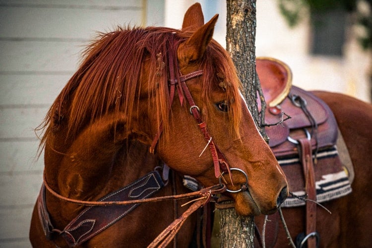 arcilla para caballos