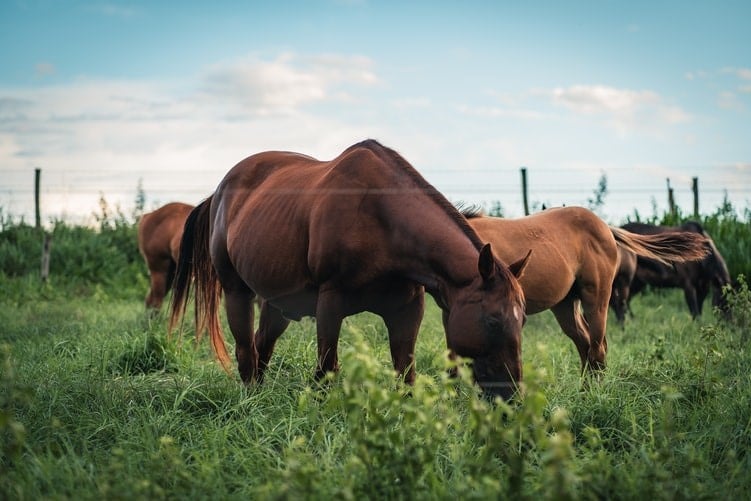 Cavalo de sarna de lama