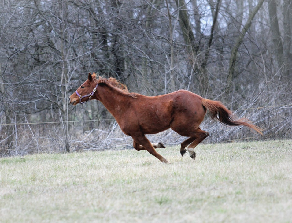 alimentation pour des chevaux de course