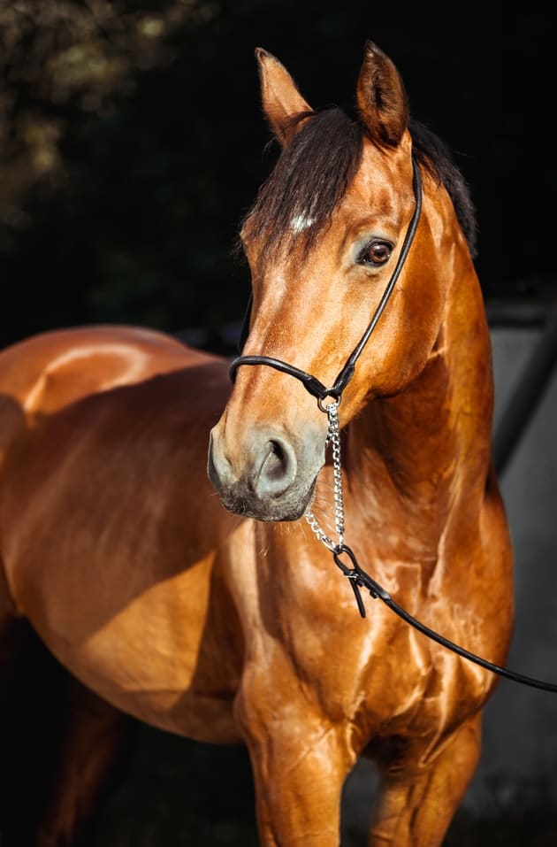 maladie de Lyme du cheval 