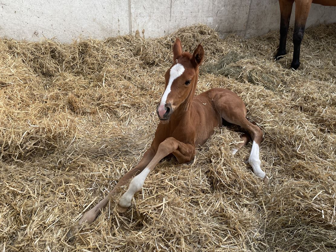 Cavalo pulando por cima da cerca mostra imagens de salto