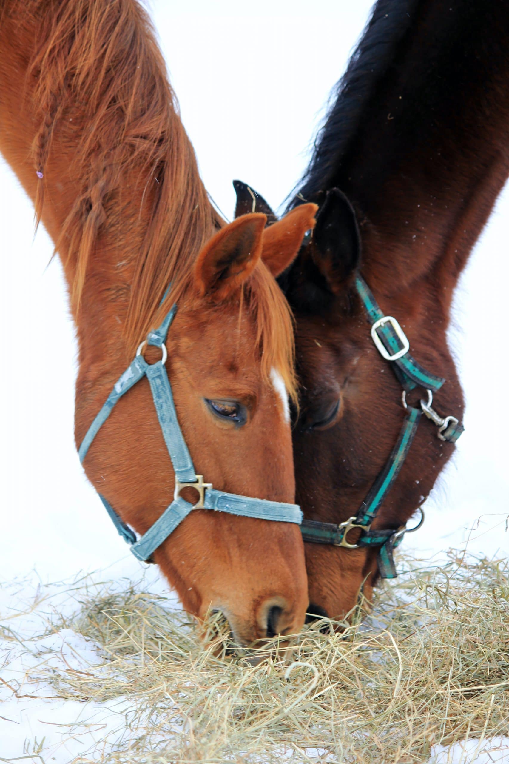 que mangent les chevaux