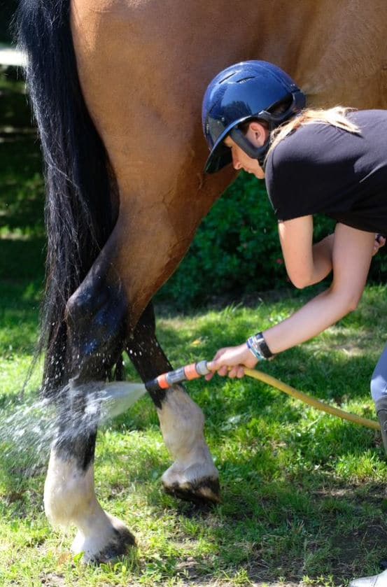 proprietários de cavalos tratamento