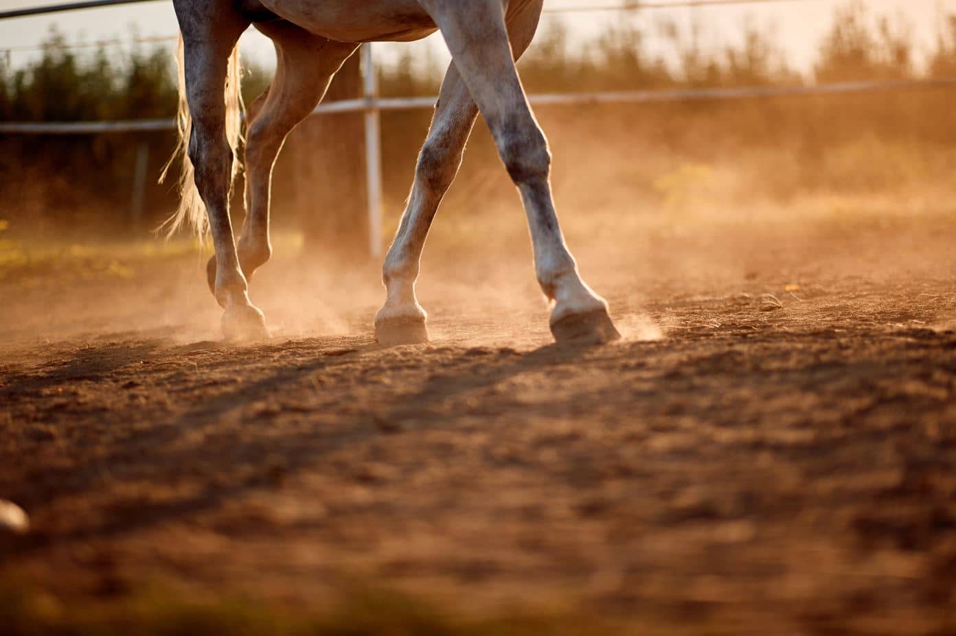 sabot corne cheval soins biotine prokératine