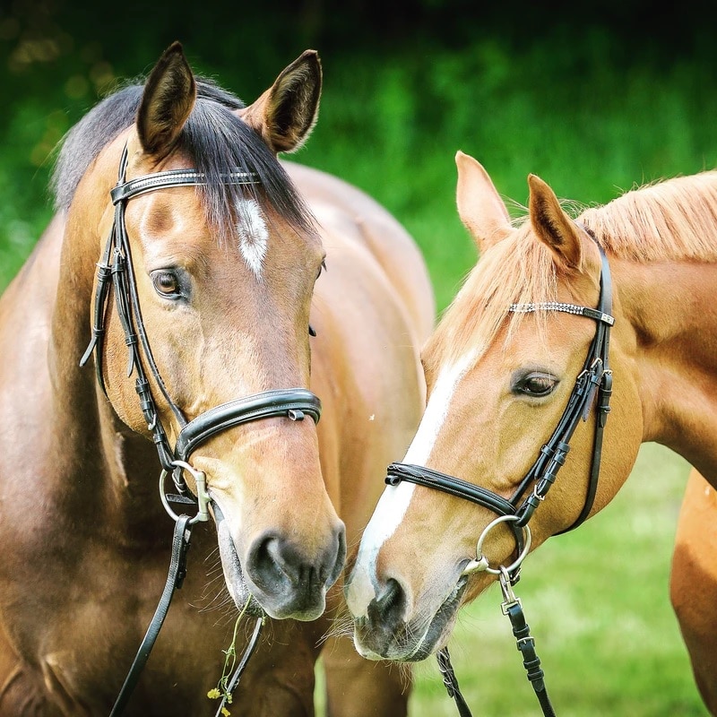 Cavalo em casa