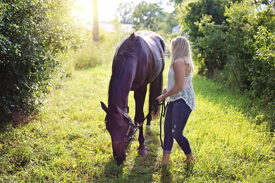 alimentation cheval ulcère