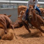 Les disciplines de l’équitation américaine