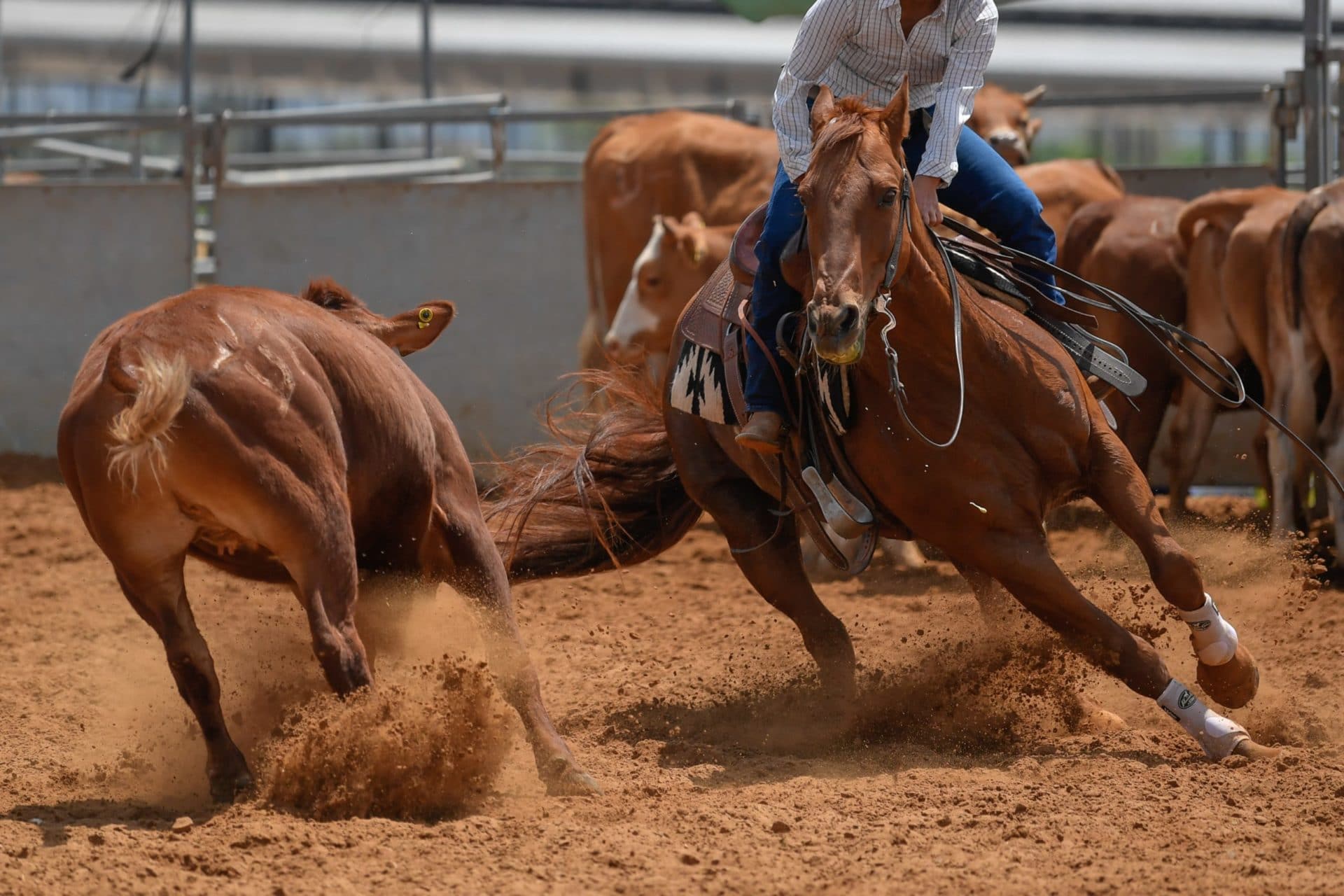 Les disciplines de l’équitation américaine