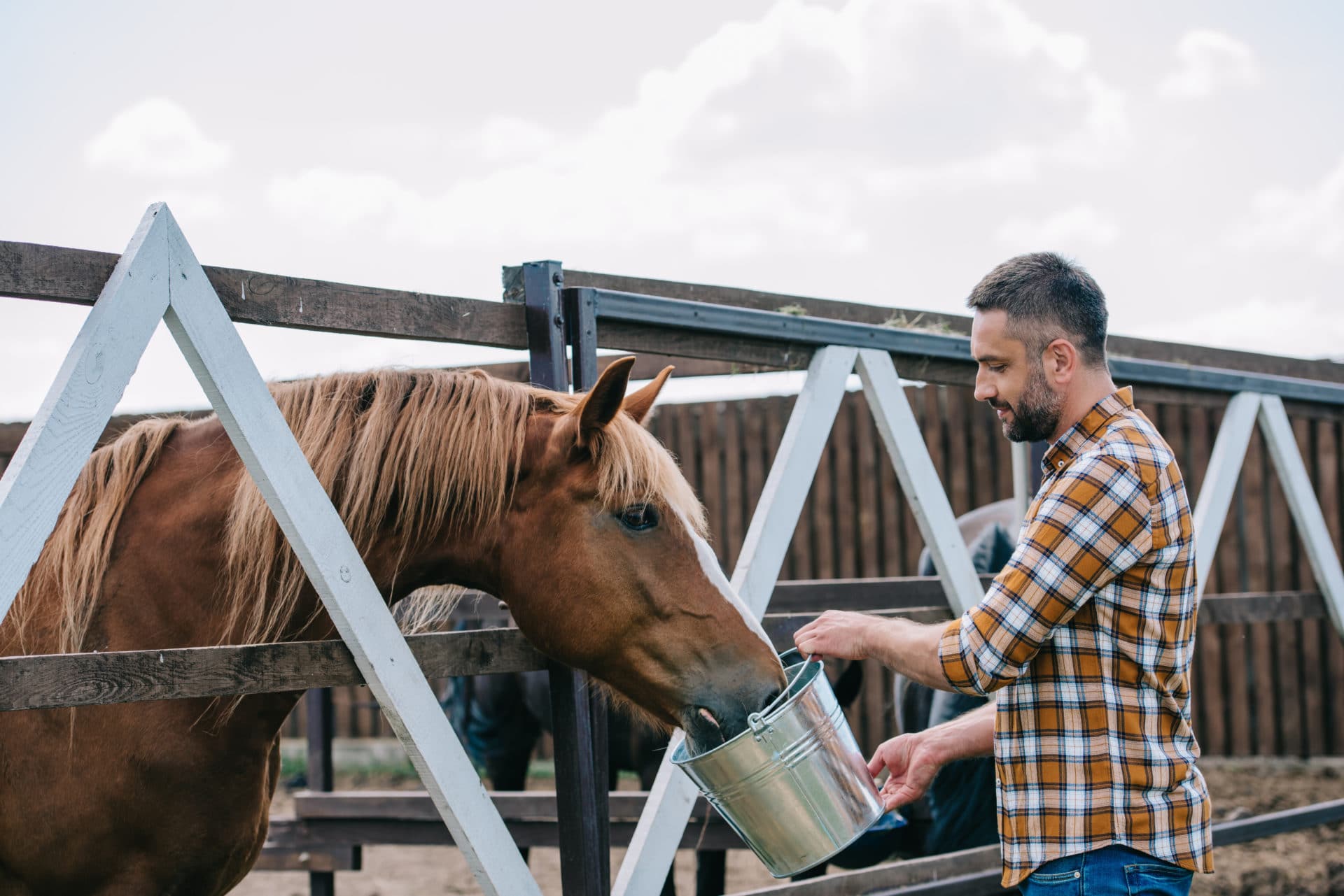 alimentação para um cavalo mais velho