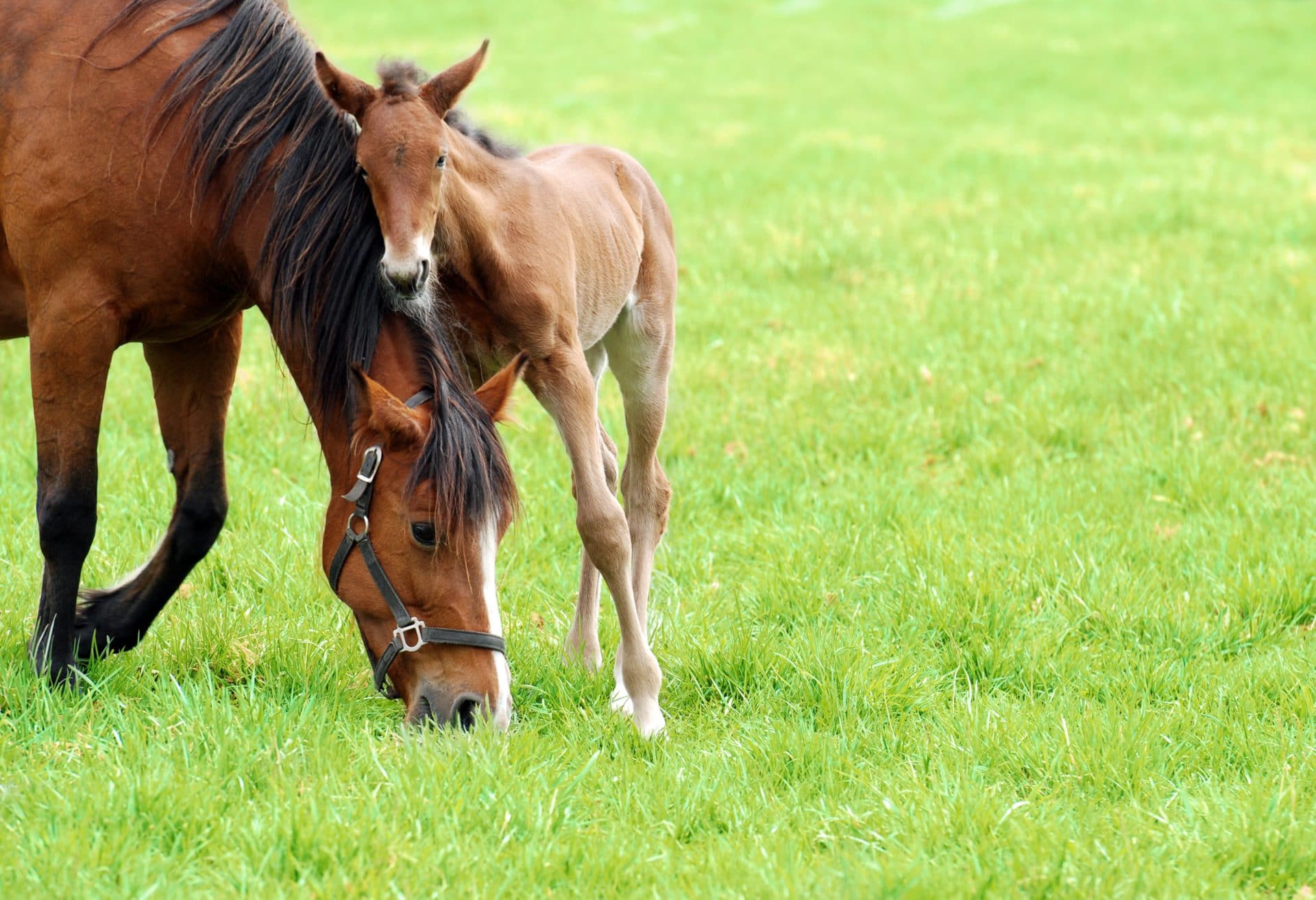 All about the reproductive cycles of the mare