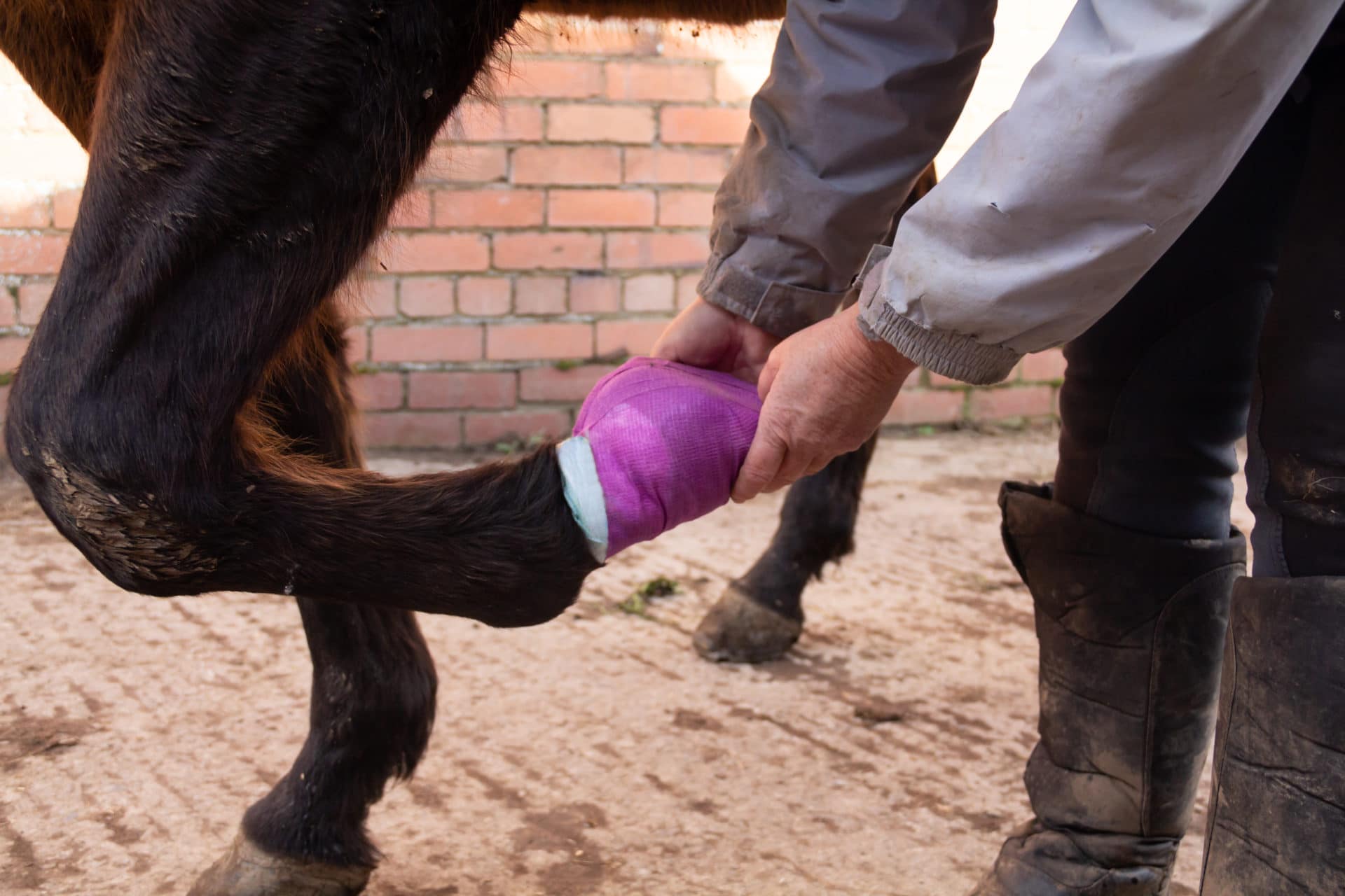 Tratamiento de un absceso en un caballo