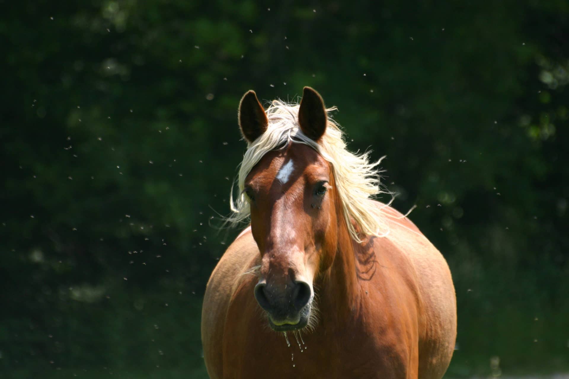 DIABETES DO CAVALO