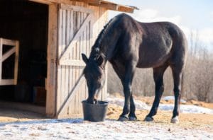 adaptar a ração alimentar ao peso do seu cavalo